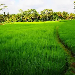 2 Bedroom With Open View Of Rice Paddies & Sunset *