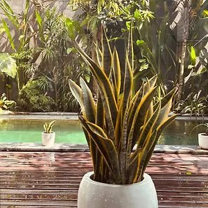 Villa Sobokuna