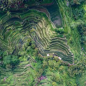 Oia Ubud (Bali)