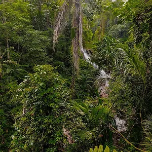 The Sebali