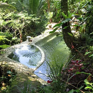 Jungle Dream Payangan